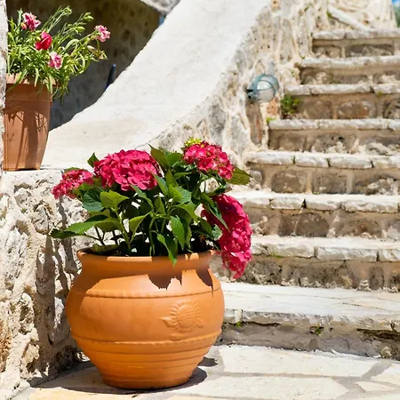 Gkountis Deluxe King 1